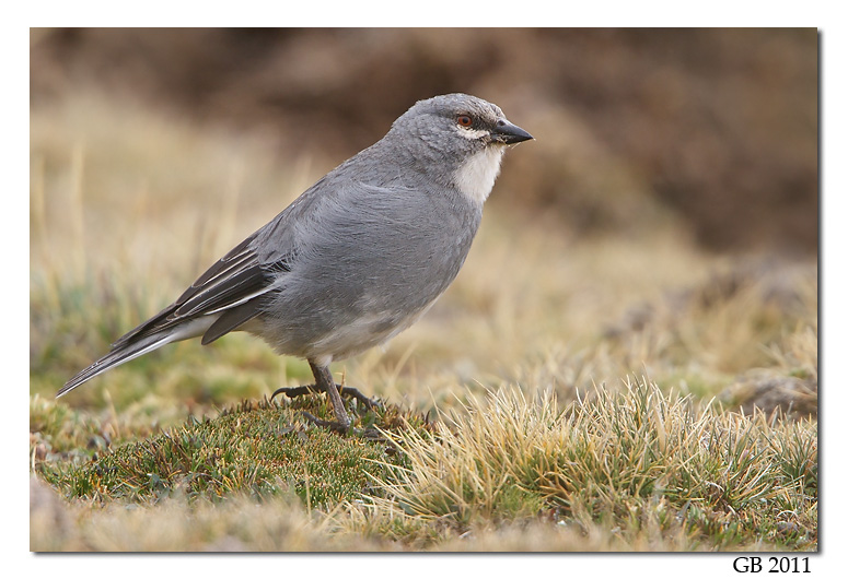 WHITE-WINGED DIUCA FINCH